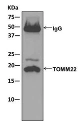 Immunoprecipitation - Anti-TOMM22/TOM22 antibody [EPR13505] - BSA and Azide free (AB250125)
