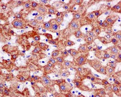 Immunohistochemistry (Formalin/PFA-fixed paraffin-embedded sections) - Anti-TOMM22/TOM22 antibody [EPR13505] - N-terminal (AB179826)