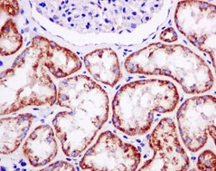 Immunohistochemistry (Formalin/PFA-fixed paraffin-embedded sections) - Anti-TOMM22/TOM22 antibody [EPR13505] - N-terminal (AB179826)