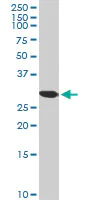 Western blot - Anti-TOMM34 antibody (AB103585)