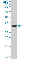 Western blot - Anti-TOMM34 antibody (AB103585)