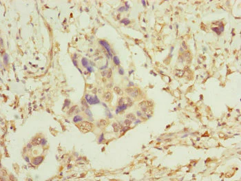 Immunohistochemistry (Formalin/PFA-fixed paraffin-embedded sections) - Anti-TOMM34 antibody (AB230103)