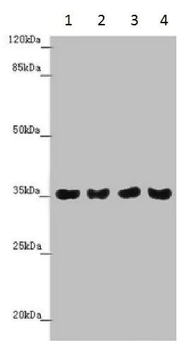 Western blot - Anti-TOMM34 antibody (AB230103)