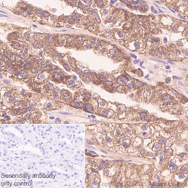 Immunohistochemistry (Formalin/PFA-fixed paraffin-embedded sections) - Anti-TOMM34 antibody [EPR30572-504] (AB324735)