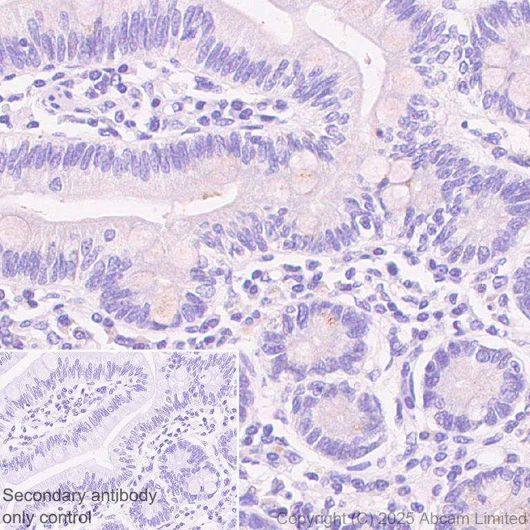 Immunohistochemistry (Formalin/PFA-fixed paraffin-embedded sections) - Anti-TOMM34 antibody [EPR30572-504] (AB324735)