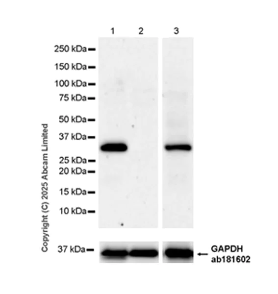 Western blot - Anti-TOMM34 antibody [EPR30572-504] (AB324735)