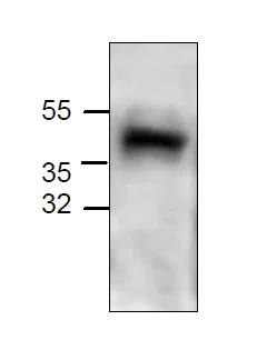 Western blot - Anti-TOMM40 antibody (AB273010)