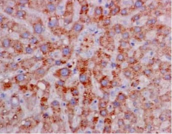 Immunohistochemistry (Formalin/PFA-fixed paraffin-embedded sections) - Anti-TOMM40 antibody [EPR6932(2)] (AB185543)