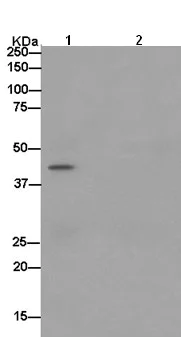 Immunoprecipitation - Anti-TOMM40 antibody [EPR6932(2)] (AB185543)