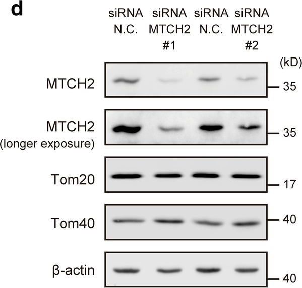 Western blot - Anti-TOMM40 antibody [EPR6932(2)] (ab185543), expandable thumbnail