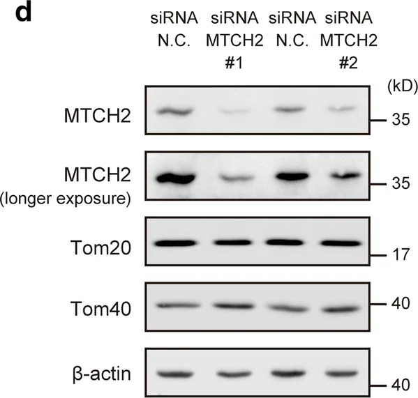Western blot - Anti-TOMM40 antibody [EPR6932(2)] (AB185543)