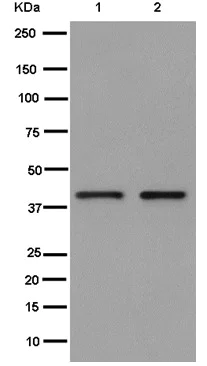 Western blot - Anti-TOMM40 antibody [EPR6932(2)] (AB185543)