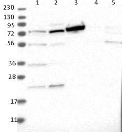 Western blot - Anti-TOP1MT antibody (AB121681)