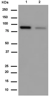 Western blot - Anti-TOP3B antibody [EP7779] - BSA and Azide free (AB284837)