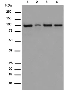 Western blot - Anti-TOP3B antibody [EP7779] - BSA and Azide free (AB284837)