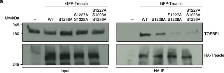 Western blot - Anti-TopBP1 antibody (AB2402)