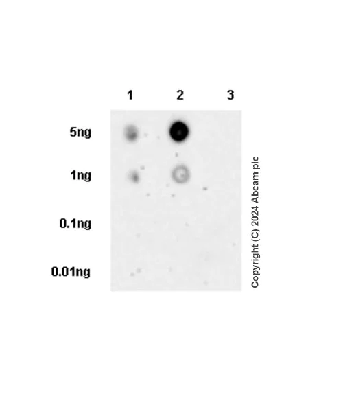 Dot Blot - Anti-TopBP1 (phospho S1138) antibody [EPR27056-2] - BSA and Azide free (AB316747)