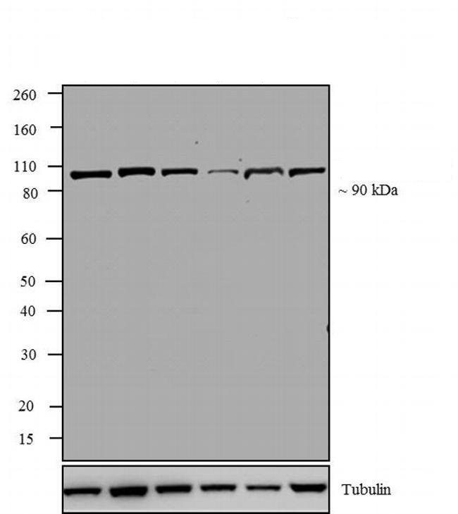 Western blot - Anti-Topoisomerase I antibody [23B11] (AB200869)