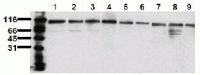 Western blot - Anti-Topoisomerase I antibody [23B11] (AB200869)