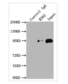 Immunoprecipitation - Anti-Topoisomerase I antibody [6D8] (AB314011)