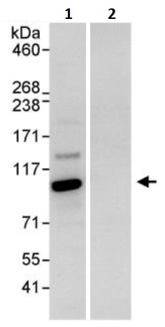 Immunoprecipitation - Anti-Topoisomerase I antibody (AB245431)