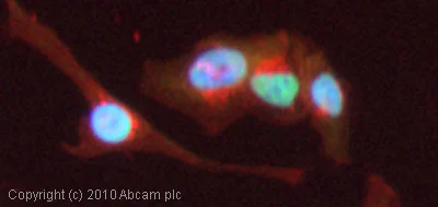 Immunocytochemistry/ Immunofluorescence - Anti-Topoisomerase I antibody (AB85038)
