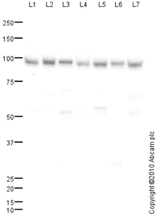 Western blot - Anti-Topoisomerase I antibody (AB85038)