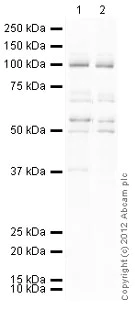 Western blot - Anti-Topoisomerase I antibody (AB85038)