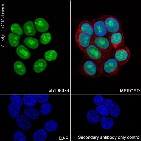 Immunocytochemistry/ Immunofluorescence - Anti-Topoisomerase I antibody [EPR5375] (AB109374)