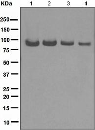 Western blot - Anti-Topoisomerase I antibody [EPR5375] (ab109374), expandable thumbnail