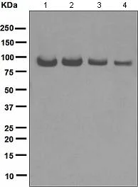 Western blot - Anti-Topoisomerase I antibody [EPR5375] (AB109374)