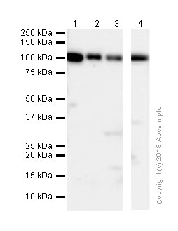 Western blot - Anti-Topoisomerase I antibody [EPR5375] (ab109374), expandable thumbnail
