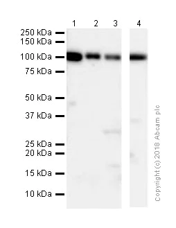 Western blot - Anti-Topoisomerase I antibody [EPR5375] (AB109374)