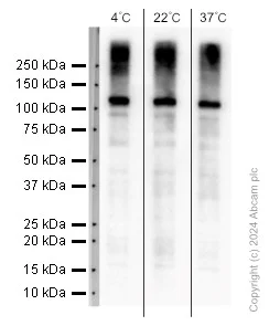 Western blot - Anti-Topoisomerase I antibody [EPR5375] (AB109374)