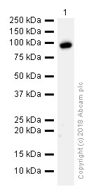 Western blot - Anti-Topoisomerase I antibody [EPR5375] (ab109374), expandable thumbnail
