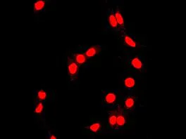 Immunocytochemistry/ Immunofluorescence - Anti-Topoisomerase I antibody [EPR5375] - BSA and Azide free (AB219735)