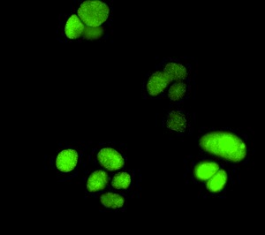 Immunocytochemistry/ Immunofluorescence - Anti-Topoisomerase I antibody [EPR5376(2)] (AB131166), expandable thumbnail