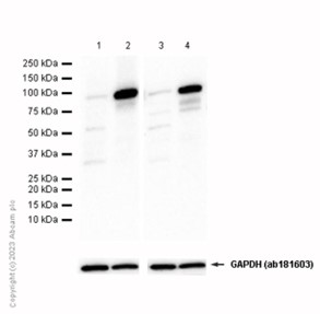 Western blot - Anti-Topoisomerase I antibody [EPR5376(2)] (AB131166), expandable thumbnail
