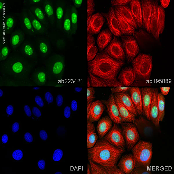 Immunocytochemistry/ Immunofluorescence - Anti-Topoisomerase I antibody [EPR5376(2)] - BSA and Azide free (AB240047)