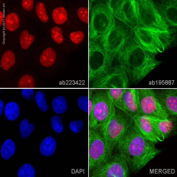 Immunocytochemistry/ Immunofluorescence - Anti-Topoisomerase I antibody [EPR5376(2)] - BSA and Azide free (AB240047)