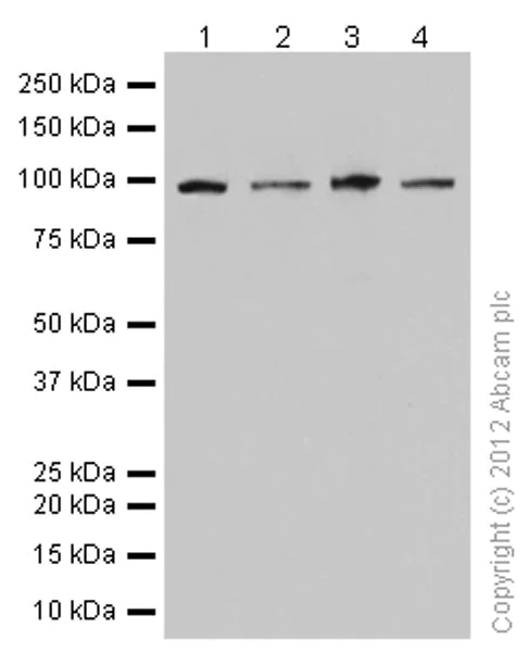 Western blot - Anti-Topoisomerase I antibody [EPR5376(2)] - BSA and Azide free (AB240047)