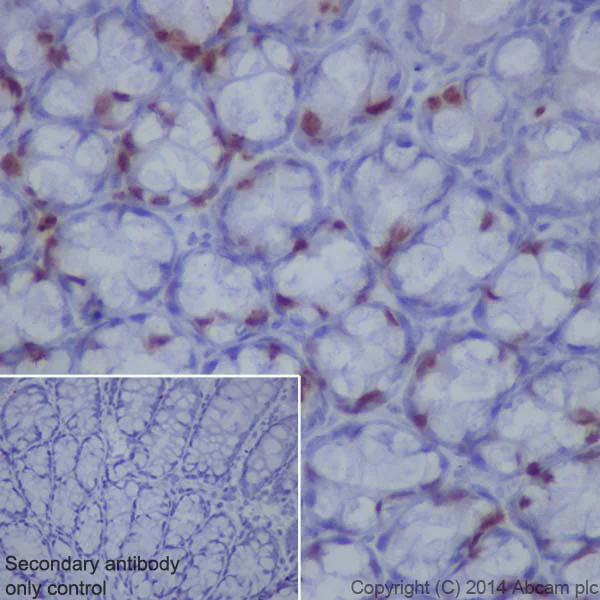 Immunohistochemistry (Formalin/PFA-fixed paraffin-embedded sections) - Anti-Topoisomerase II alpha antibody [EP1102Y] (AB52934)