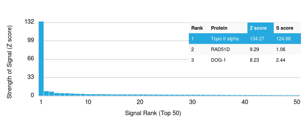 Protein Array - Anti-Topoisomerase II alpha antibody [TOP2A/1362] (AB219321), expandable thumbnail