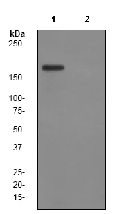 Western blot - Anti-Topoisomerase II alpha (phospho S1106) antibody [EP2722] (AB75765)