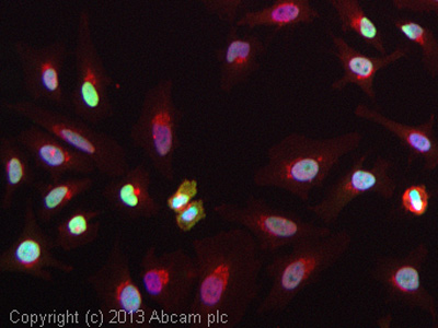 Immunocytochemistry/ Immunofluorescence - Anti-Topoisomerase II alpha + Topoisomerase II beta/TOP2B antibody [EPR5377] - BSA and Azide free (AB239984)