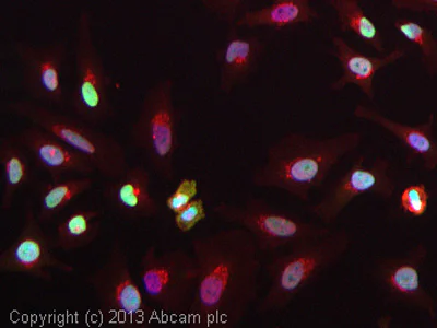 Immunocytochemistry/ Immunofluorescence - Anti-Topoisomerase II alpha + Topoisomerase II beta/TOP2B antibody [EPR5377] - BSA and Azide free (AB239984)