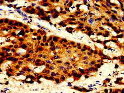 Immunohistochemistry (Formalin/PFA-fixed paraffin-embedded sections) - Anti-Topoisomerase II beta/TOP2B antibody (AB235898)