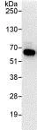 Immunoprecipitation - Anti-TOR1AIP1 antibody (AB86307)