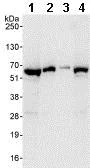 Western blot - Anti-TOR1AIP1 antibody (AB86307)