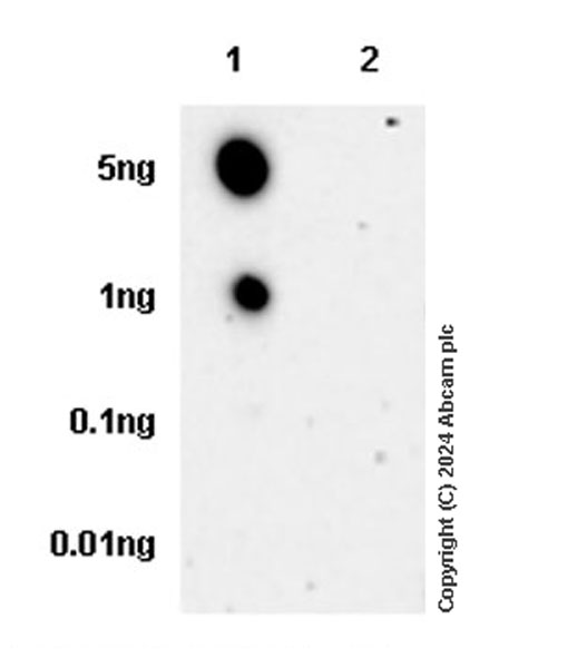 Dot Blot - Anti-TOR1AIP1 antibody [EPR29003-34] (AB317701), expandable thumbnail